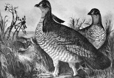 Currier & Ives ilustracja XIX wieku. Kurki preriowe